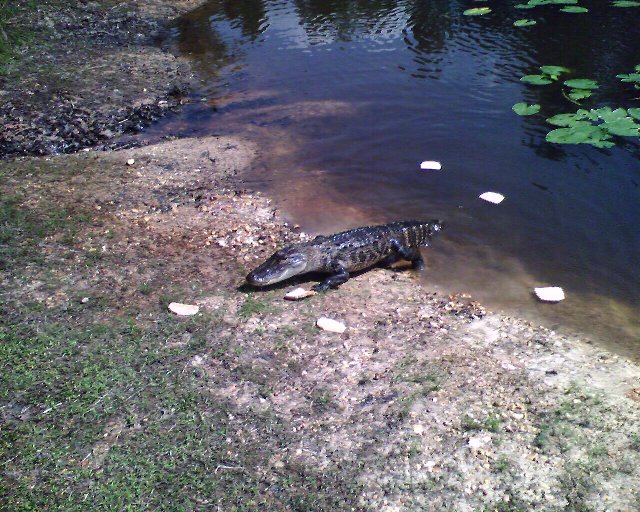 Alligators In Marion County? archive photo